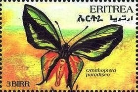 Colnect-4742-743-Ornithoptera-paradisea.jpg