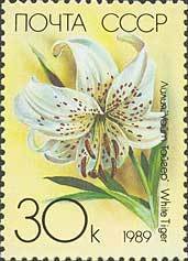 Colnect-195-563-Lilium--White-Tiger-.jpg