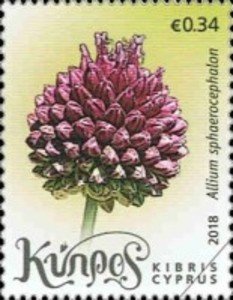 Colnect-4766-824-Allium-sphaerocephalon.jpg