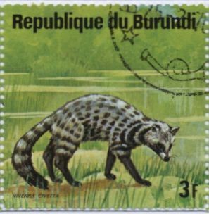 Colnect-1323-942-African-Civet-Civettictis-civetta.jpg