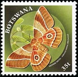 Colnect-2305-796-Mopani-Gonimbrasia-belina.jpg