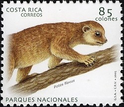 Colnect-1723-271-Kinkajou-Potos-flavus.jpg