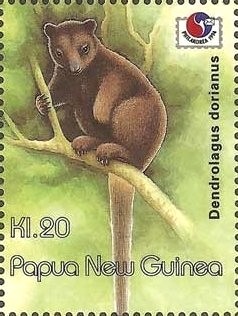 Colnect-2772-683-Doria--s-Tree-kangaroo-Dendrolagus-dorianus.jpg