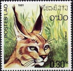 Colnect-797-336-Carakal-Caracal-caracal.jpg