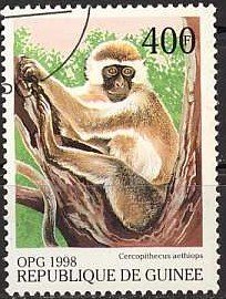 Colnect-1091-691-Green-Monkey-Chlorocebus-aethiops.jpg