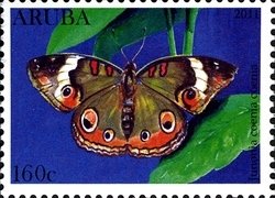 Colnect-1378-217-Common-Buckeye-Junonia-coenia-coenia.jpg