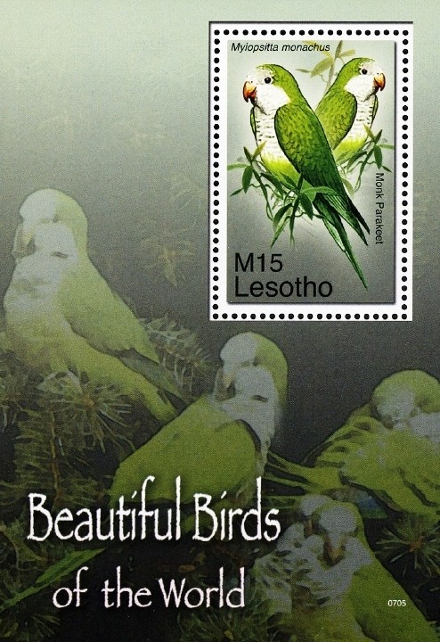 Colnect-1618-701-Monk-Parakeet-Myiopsitta-monachus.jpg