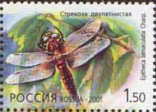 Colnect-802-203-Eurasian-Baskettail-Epitheca-bimaculata.jpg