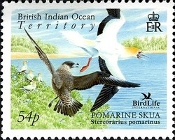 Colnect-1425-680-Pomarine-Skua-Stercorarius-pomarinus.jpg