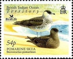 Colnect-1425-681-Pomarine-Skua-Stercorarius-pomarinus.jpg