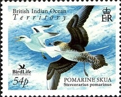 Colnect-1425-683-Pomarine-Skua-Stercorarius-pomarinus.jpg