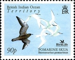 Colnect-1425-684-Pomarine-Skua-Stercorarius-pomarinus.jpg