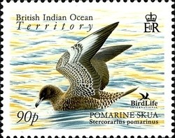 Colnect-1425-685-Pomarine-Skua-Stercorarius-pomarinus.jpg