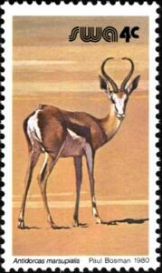 Colnect-5482-523-Springbok-Antidorcas-marsupialis.jpg