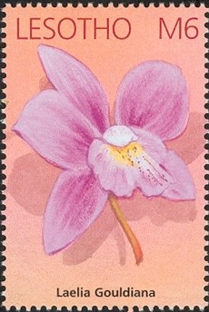 Colnect-1618-180-Laelia-Gouldiana.jpg