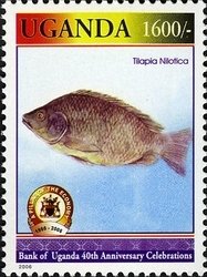 Colnect-1716-547-Nile-Tilapia-Tilapia-nilotica.jpg