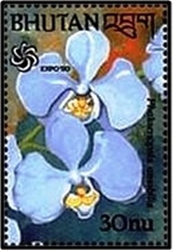 Colnect-2892-768-Phalaenopsis-amabilis.jpg