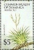 Colnect-3182-428-Tillandsia-Utriculata.jpg