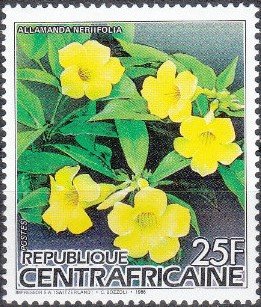 Colnect-4168-289-Allamanda-Neriifolia.jpg