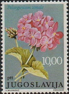 Colnect-505-432-Pelargonium-zonale.jpg