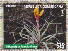 Colnect-5703-510-Tillandsia-fasciculata.jpg