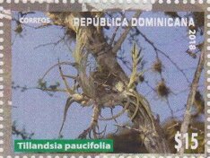 Colnect-5703-512-Tillandsia-paucifolia.jpg