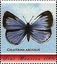 Colnect-5965-112-Celastrina-argiolus.jpg