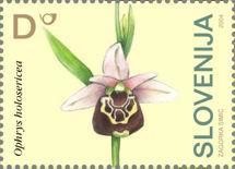 Colnect-705-818-Orchids-of-Slovenia---Late-Spider-Orchid-Ophrys-holoserica.jpg