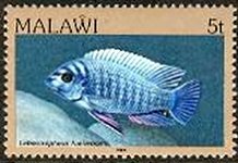 Colnect-864-308-Blue-Mbuna-Labeotropheus-fuelleborni.jpg