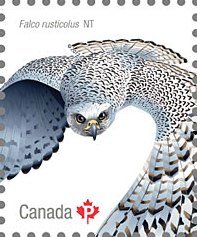 Colnect-4228-592-Gyrfalcon-Falco-rusticolus.jpg