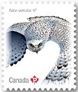 Colnect-4228-597-Gyrfalcon-Falco-rusticolus.jpg