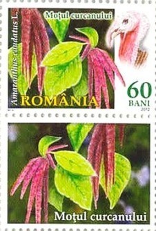 Colnect-1379-155-Love-lies-bleeding-Amaranthus-caudatus.jpg