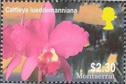 Colnect-1530-078-Cattleya-lueddemanniana.jpg