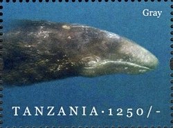 Colnect-1696-288-Gray-Whale-Eschrichtius-robustus.jpg