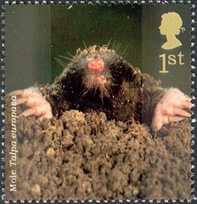 Colnect-1801-792-Mole-Talpa-europaea.jpg