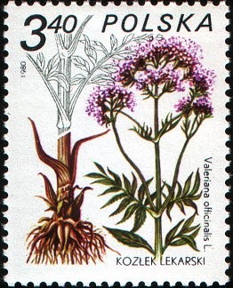 Colnect-1977-111-Valeriana-offcinalis.jpg