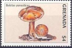 Colnect-4507-719-Boletus-parasiticuss.jpg