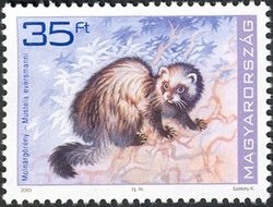 Colnect-502-084-Steppe-Polecat-Mustela-eversmanni.jpg