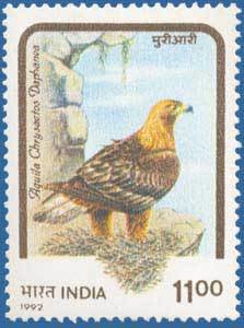 Colnect-557-872-Himalayan-Golden-Eagle-Aquila-chrysa-euml-tos-daphanea-.jpg