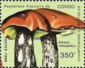 Colnect-5726-417-Boletus-versipellis.jpg