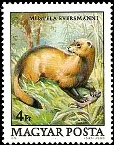 Colnect-913-829-Steppe-Polecat-Mustela-eversmanni.jpg