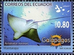 Colnect-980-599-Spotted-Eagle-Ray-Aetobatus-narinari.jpg