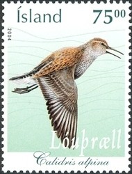 Colnect-1126-632-Dunlin-Calidris-alpina.jpg