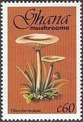 Colnect-2389-597-Clitocybe-Rivulosa.jpg