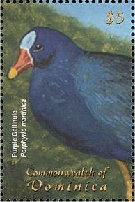 Colnect-3253-513-Purple-Gallinule-Porphyrio-martinica.jpg