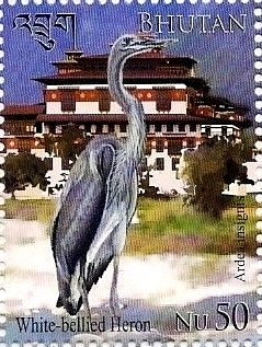 Colnect-3483-349-White-bellied-Heron-Ardea-insignis.jpg