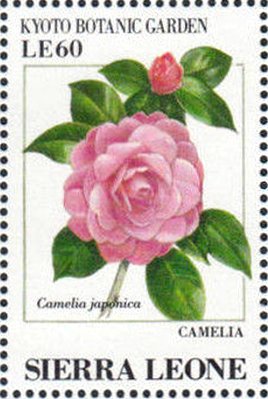 Colnect-4207-996-Camelia-Camelia-japonica.jpg