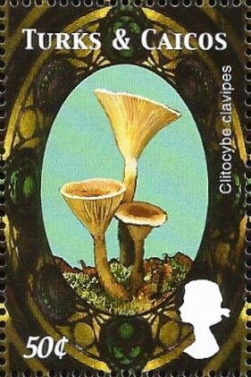 Colnect-5767-932-Clitocybe-clavipes.jpg