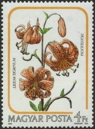 Colnect-604-450-Lilium-tigrinum.jpg