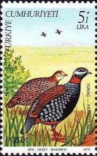 Colnect-735-960-Black-Francolin-Francolinus-francolinus.jpg